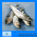 Fournissent des sardines savoureuses et fraîches congelées en vente